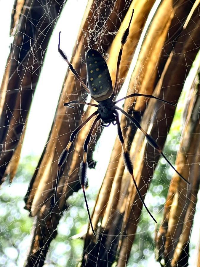 Хостел Corcovado Adventures Драке Экстерьер фото
