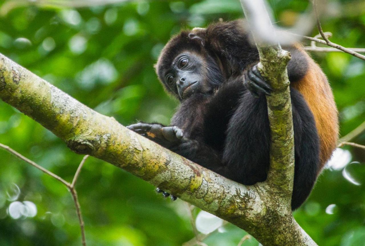 Хостел Corcovado Adventures Драке Экстерьер фото