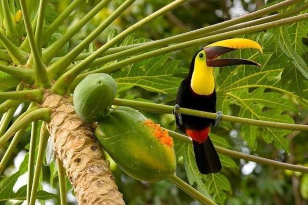 Хостел Corcovado Adventures Драке Экстерьер фото